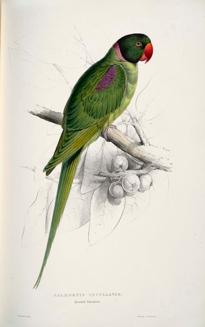 Psittacula eupatria da Edward Lear